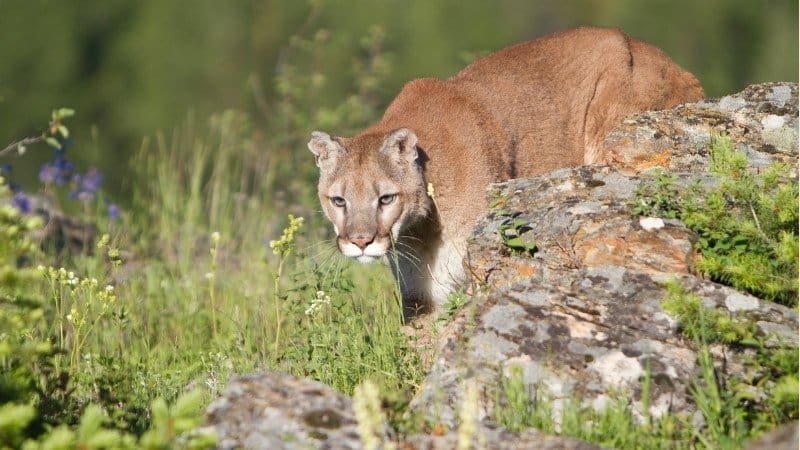 Are There Mountain Lions In United States